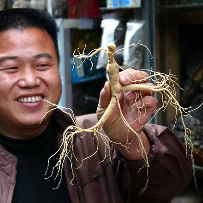 Ginseng como el “rey de las hierbas medicinales”