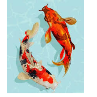 El Pez Koi