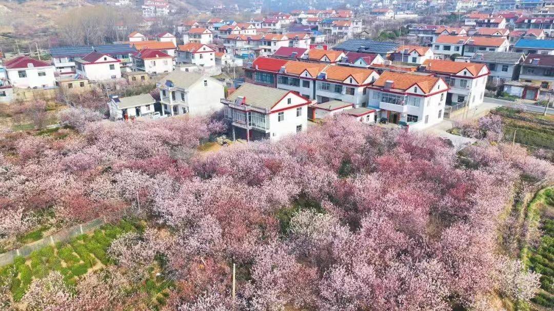 Cherry Valley, aldea de Houguan